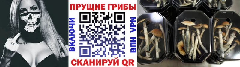 Галлюциногенные грибы Cubensis  где можно купить   Ак-Довурак 
